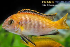 Chilumba Schabemaulbuntbarsch, Labeotropheus trewavasae chilumba