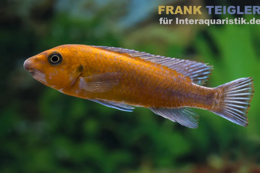 Chilumba Schabemaulbuntbarsch, Labeotropheus trewavasae chilumba