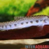 China Steinbeißer, Cobitis sinensis
