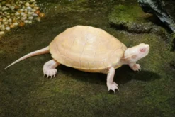 Chinesische Dreikielschildkröte „Albino“, Mauremys reevesii