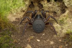 Chinesische Falltürspinne, Cyclocosmia latusicosta