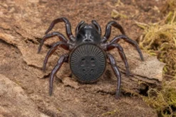 Chinesische Falltürspinne, Cyclocosmia latusicosta