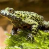 Chinesische Rotbauchunke, Bombina orientalis, DNZ