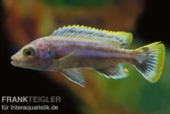 Chipoka Maulbrüter, Melanochromis chipokae, DNZ