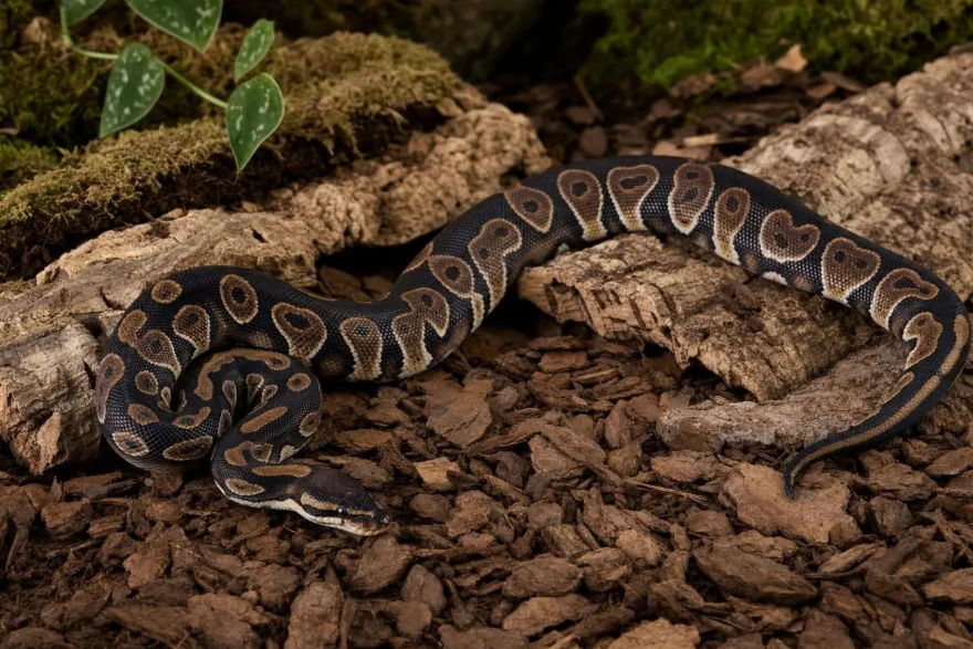 Chocolate-Königspython, Python regius