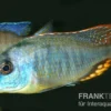 Chrysogaster-Cichlide, Naevochromis chrysogaster, 8-10 cm, DNZ