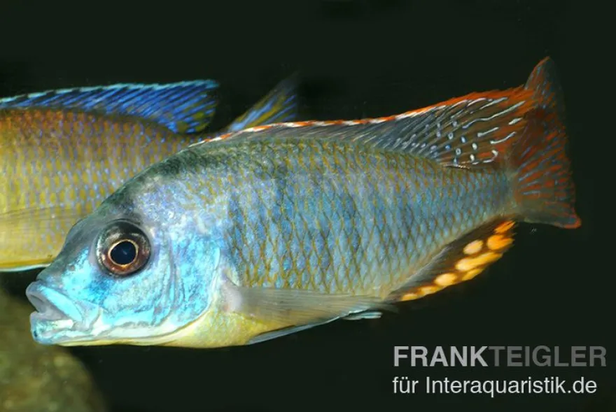 Chrysogaster-Cichlide, Naevochromis chrysogaster, 8-10 cm, DNZ