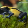 Citronella-Pfeilgiftfrosch, Dendrobates tinctorius Citronella