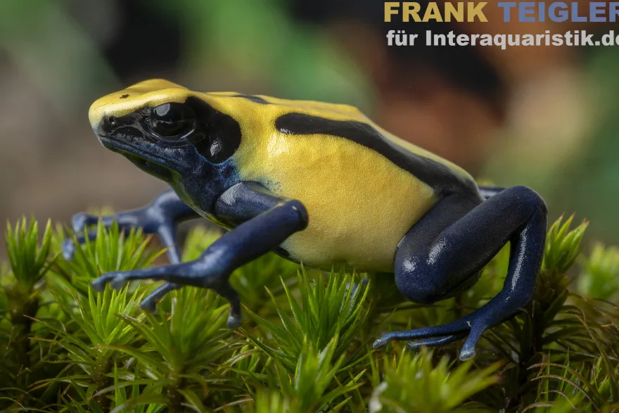 Citronella-Pfeilgiftfrosch, Dendrobates tinctorius Citronella