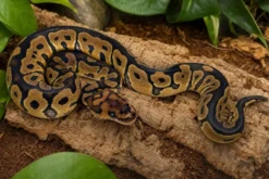 Clown-Königspython, Python regius