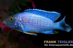 Cobue-Kaiserbuntbarsch, Aulonocara stuartgranti cobue, 7-9 cm DNZ