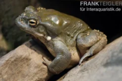 Coloradokröte, Bufo alvarius