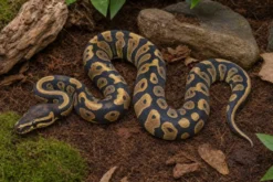 Confusion-Königspython, Python regius