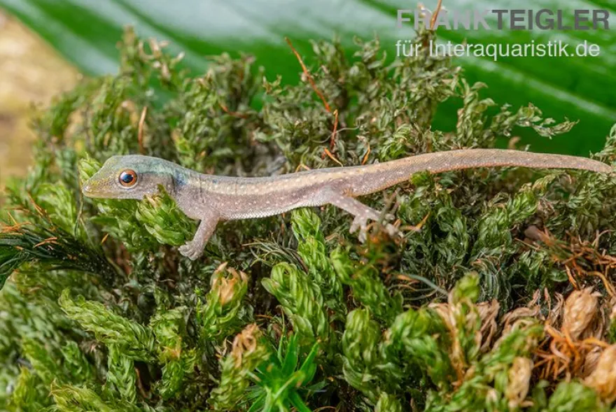 Conrau`s Zwerggecko, Lygodactylus conraui, Zufällig ausgewählt