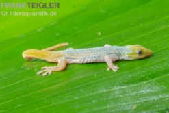 Conrau`s Zwerggecko, Lygodactylus conraui, Zufällig ausgewählt