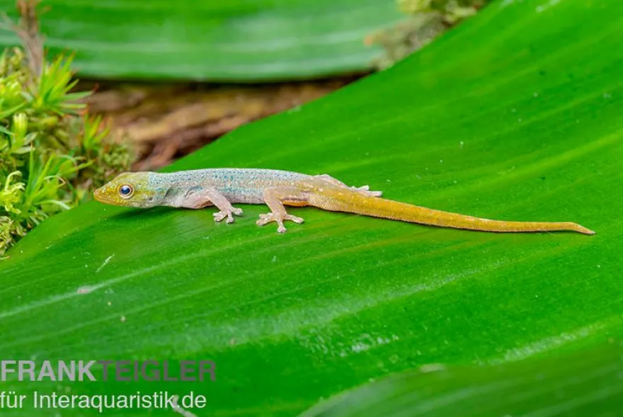 Conrau`s Zwerggecko, Lygodactylus conraui, Zufällig ausgewählt