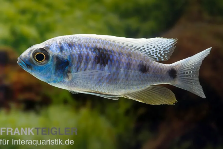 Copadichromis chrysonotus F2, DNZ