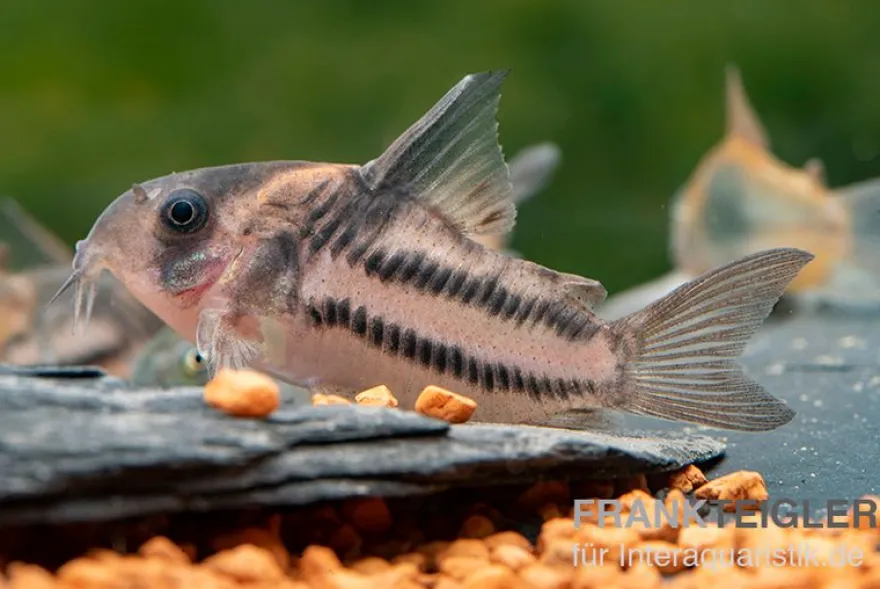 Corydoras aff. bifasciatus CW 127 "Super Parallelus"