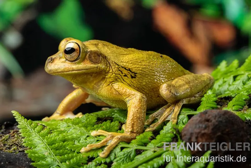 Costa Rica-Maskenlaubfrosch, Smilisca phaeota