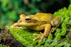 Costa Rica-Maskenlaubfrosch, Smilisca phaeota