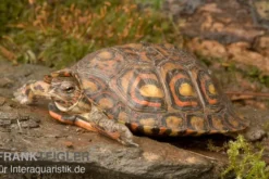 Costa-Rica-Pracht-Erdschildkröte, Rhinoclemmys pulcherrima manni