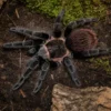 Costa-Rica-Rotvogelspinne, Sericopelma angustum