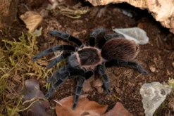 Costa-Rica-Rotvogelspinne, Sericopelma angustum