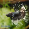 Crown Tail Kampffisch Black&White, Männchen, Betta splendens