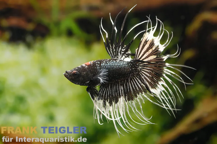 Crown Tail Kampffisch Black&White, Männchen, Betta splendens