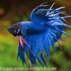 Crown Tail Kampffisch blau, Männchen, Betta splendens