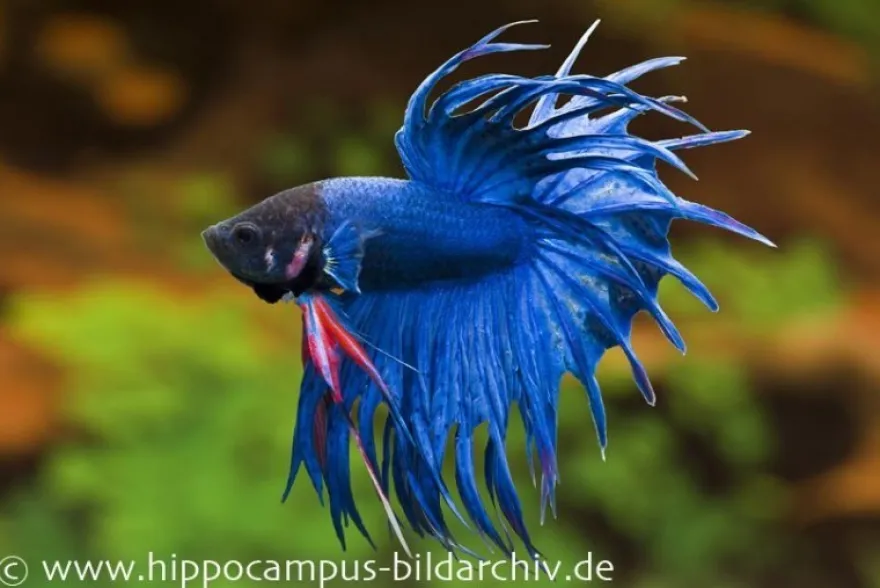 Crown Tail Kampffisch blau, Männchen, Betta splendens