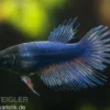 Crown Tail Kampffisch blau, Weibchen, Betta splendens