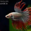 Crown Tail Kampffisch Red Copper, Männchen, Betta splendens