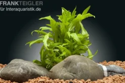 Cryptocoryne wendtii