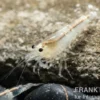Crystal White Garnele, Caridina spec. Crystal White / Ghost Bee