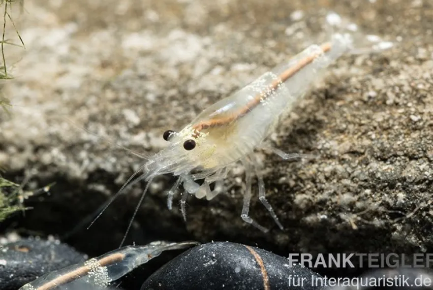Crystal White Garnele, Caridina spec. Crystal White / Ghost Bee