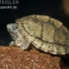 Dach-Moschusschildkröte, Sternotherus carinatus