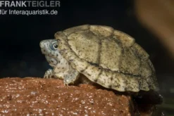 Dach-Moschusschildkröte, Sternotherus carinatus