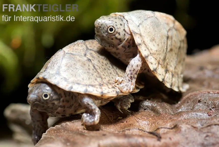 Dach-Moschusschildkröte, Sternotherus carinatus