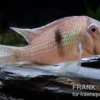 Dacrya-Sattelfleckenbuntbarsch, Guianacara dacrya / Geophagus dacrya, 5-7 cm