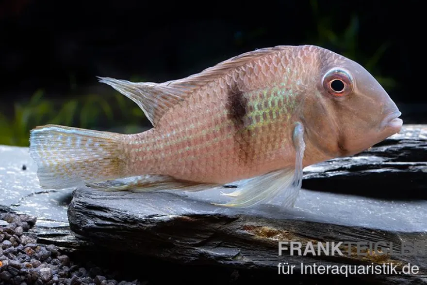 Dacrya-Sattelfleckenbuntbarsch, Guianacara dacrya / Geophagus dacrya, 5-7 cm