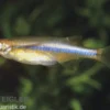Dadybujors Kielbauchbärbling, Chela dadyburjori