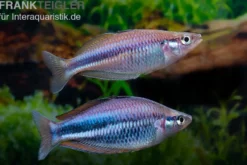 Dansari-River-Regenbogenfisch, Melanotaenia affinis "Dansari River"