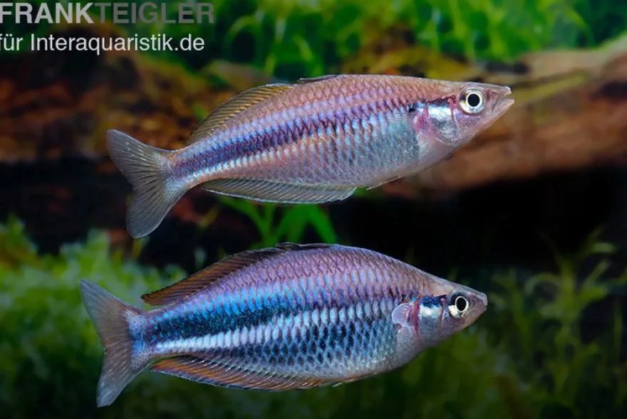 Dansari-River-Regenbogenfisch, Melanotaenia affinis "Dansari River"