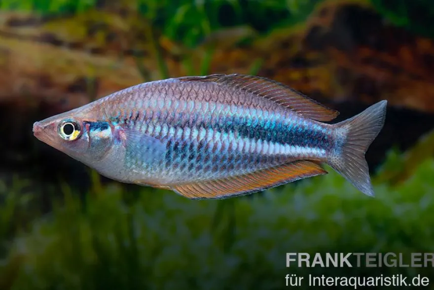 Dansari-River-Regenbogenfisch, Melanotaenia affinis "Dansari River"