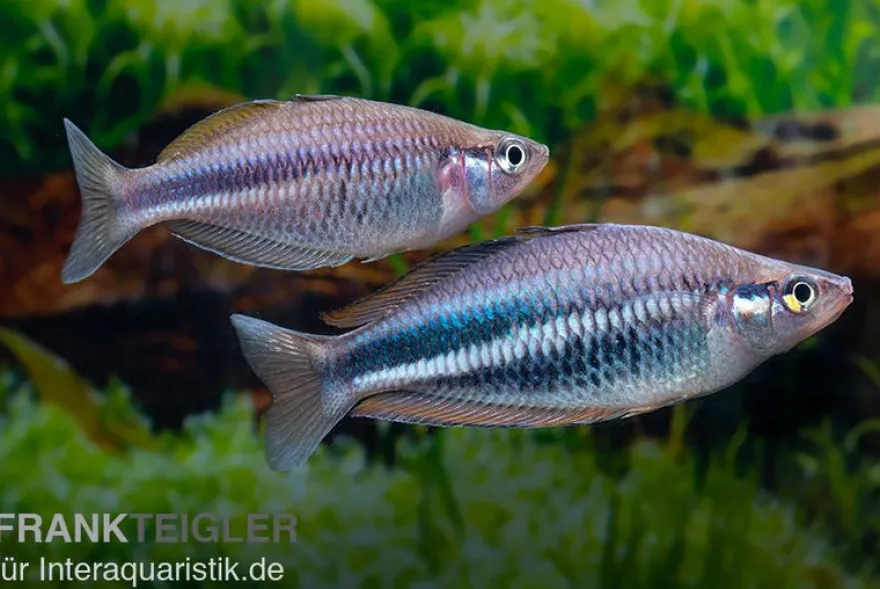 Dansari-River-Regenbogenfisch, Melanotaenia affinis "Dansari River"