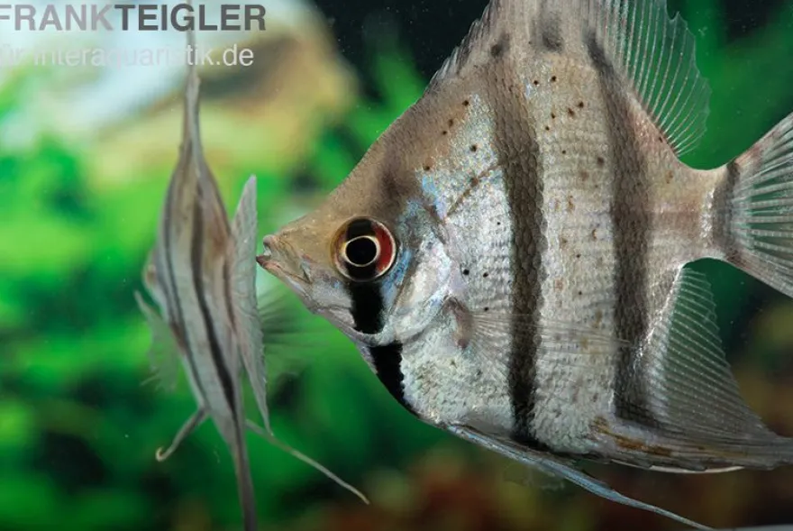 Dantum-Skalar, Pterophyllum altum x scalare, 3-4 cm DNZ