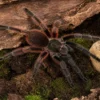 Darth-Maul-Vogelspinne, Psalmopoeus victori
