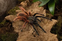 Darth-Maul-Vogelspinne, Psalmopoeus victori