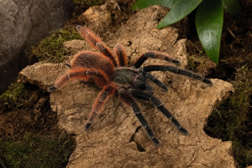 Darth-Maul-Vogelspinne, Psalmopoeus victori